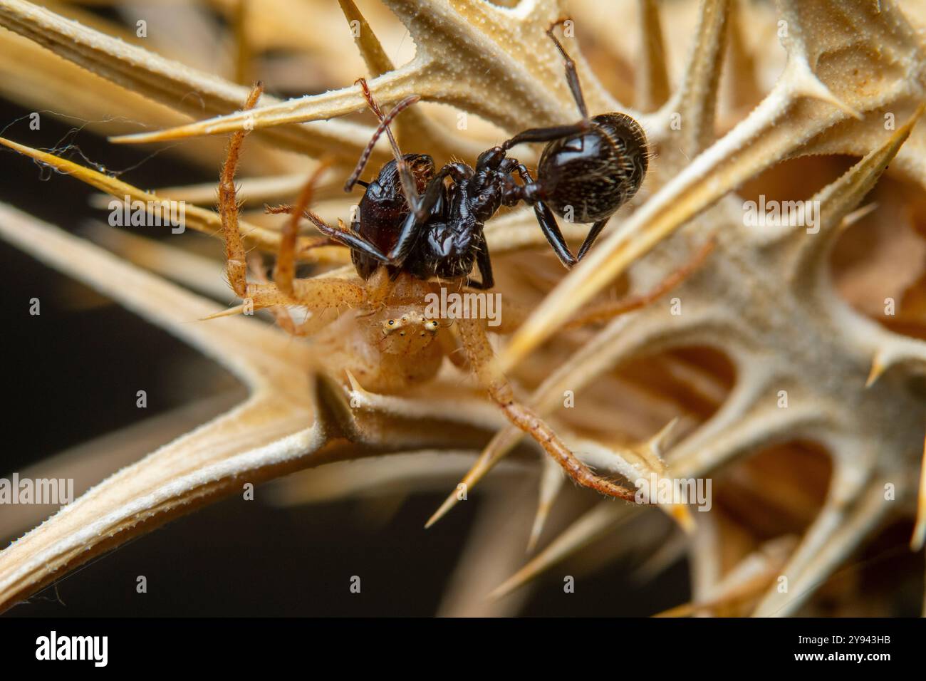 Una foto macro che cattura l'intenso momento in cui una formica affronta un ragno tra rami spinosi. Foto Stock