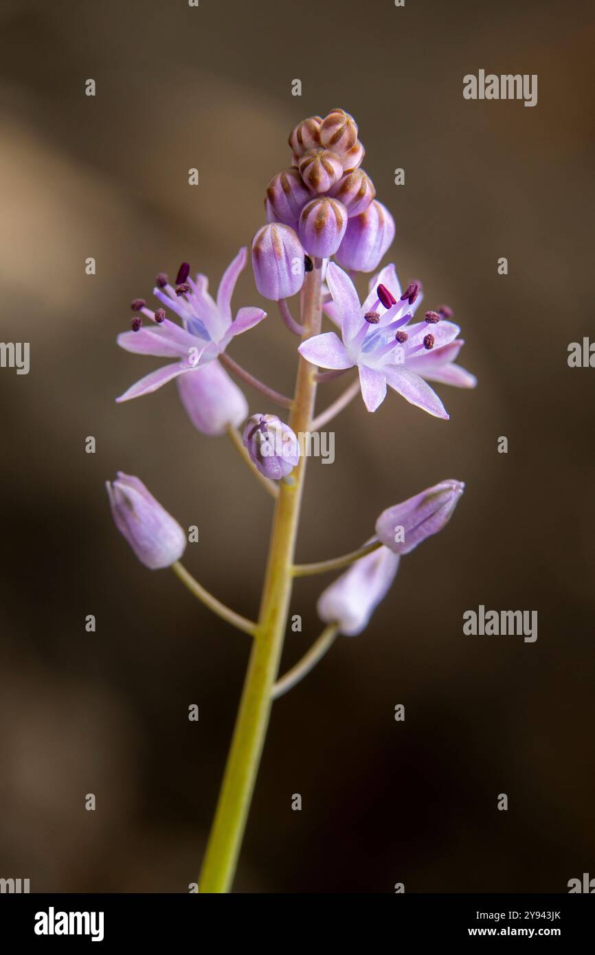 Macrofotografia che cattura i dettagli intricati di un delicato fiore di campo iberico, mostrando i suoi petali traslucidi e gemme emergenti contro un morbido Foto Stock