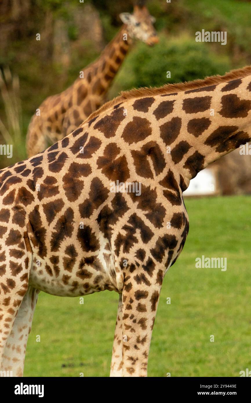 Un'immagine dettagliata che cattura i motivi unici sulla pelliccia delle giraffe. L'attenzione è sulla giraffa in primo piano con un'altra visibile sul retro Foto Stock