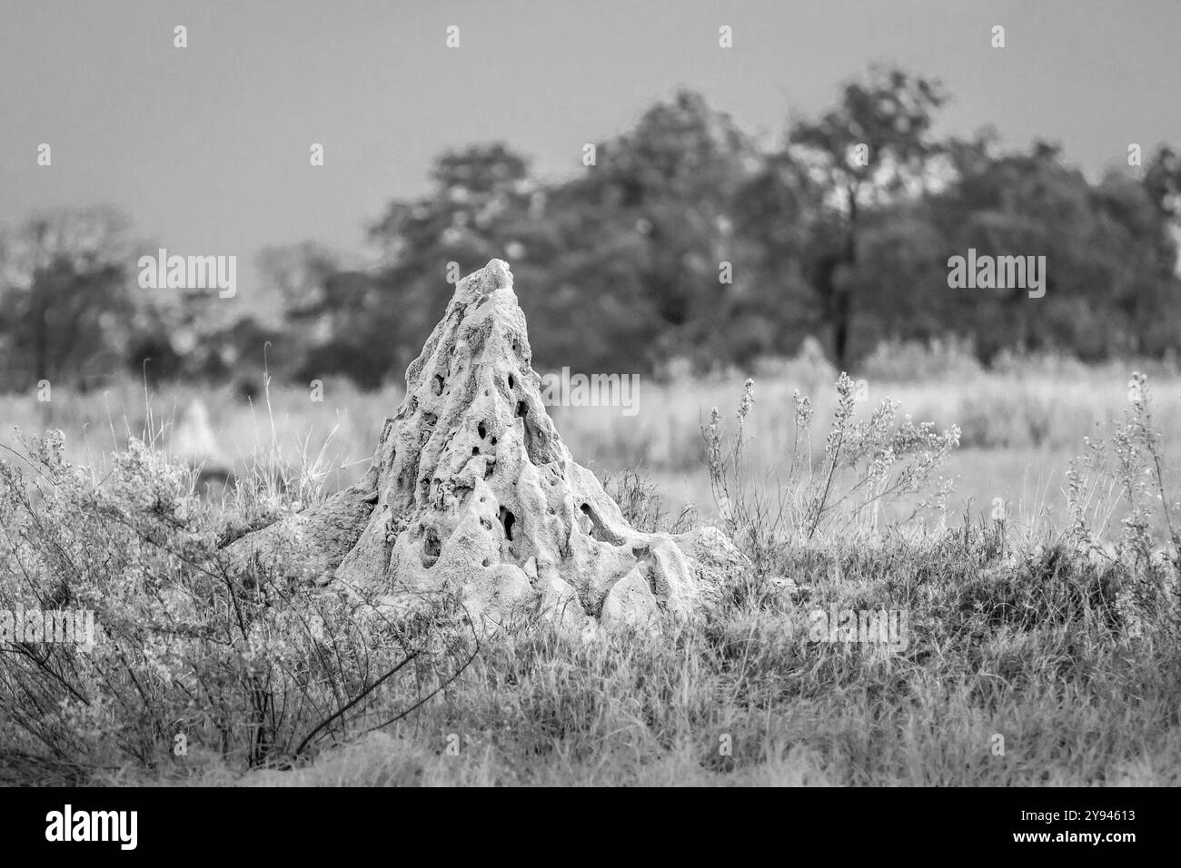 Foto di paesaggio in bianco e nero con una collina di termiti in primo piano, sfondo di un campo lontano da alberi, cespugli. Delta dell'Okavango, Botswana Foto Stock