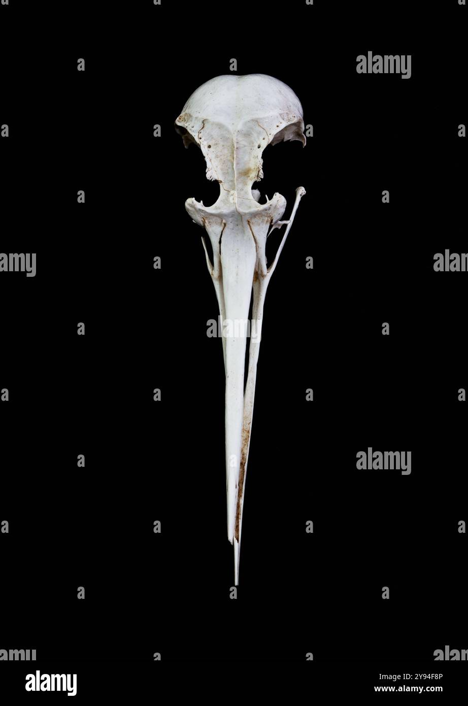 The Broken Skull of A Little Egret Bird, Egretta garzetta isolata su sfondo nero, Regno Unito Foto Stock