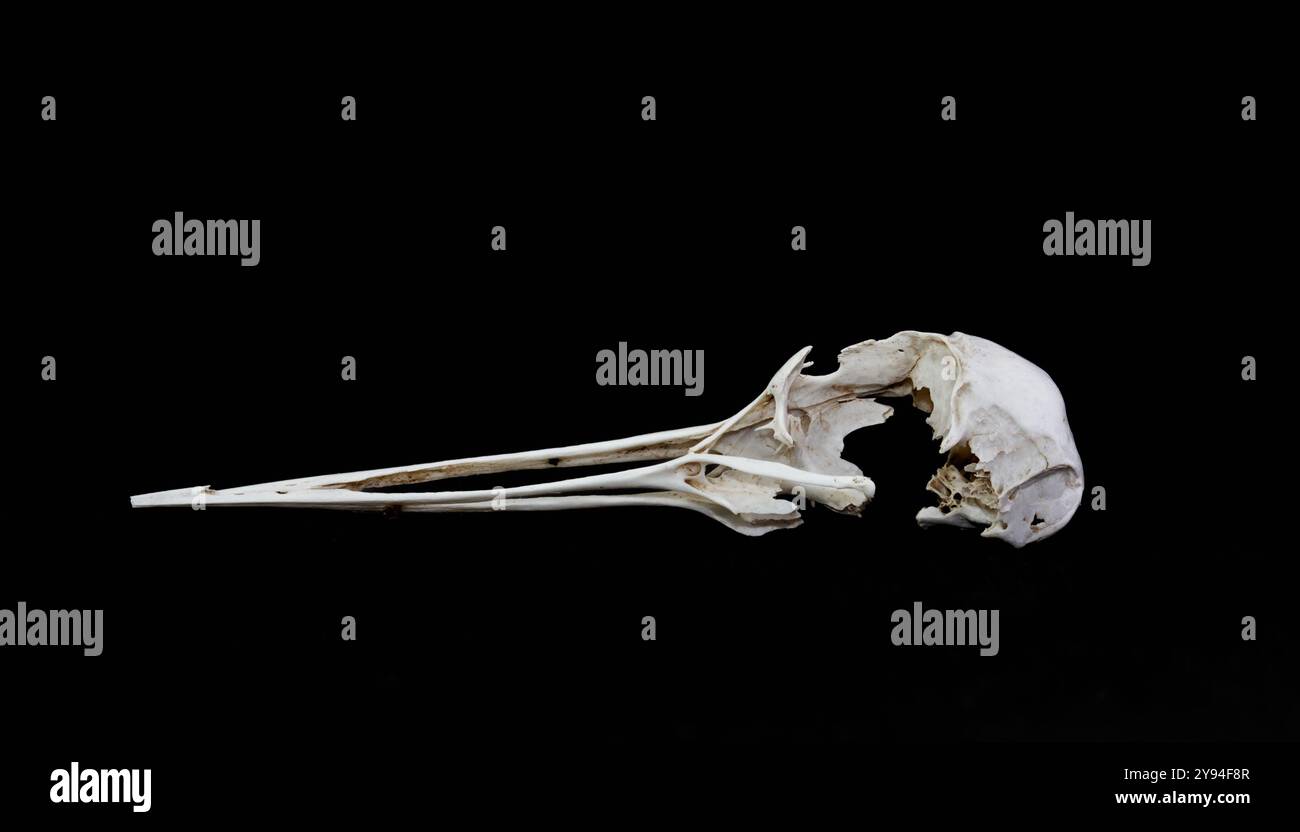 The Broken Skull of A Little Egret Bird, Egretta garzetta isolata su sfondo nero, Regno Unito Foto Stock