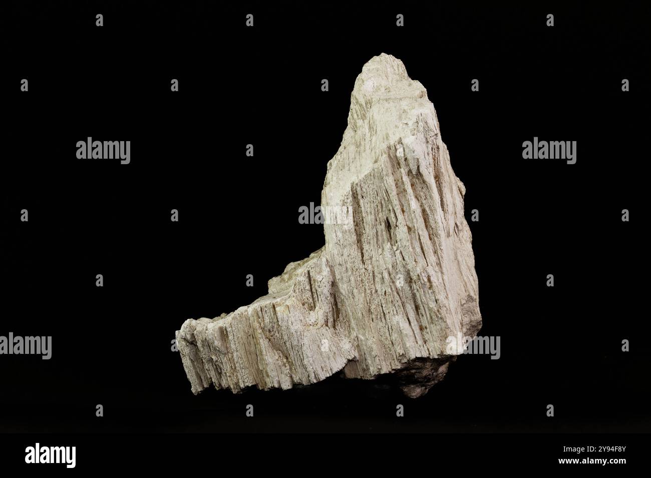 Dettaglio di Un raro fossile di legno pietrificato dell'albero proto-cupressinoxylon purbeckensis, isolato su sfondo nero da Una cava di pietra, Portland, D. Foto Stock