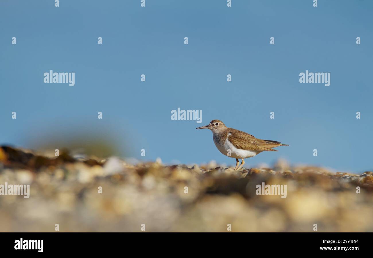 Vista laterale di Un singolo panino comune, Actitis hypoleucos, passeggiata su Una spiaggia di pietra con Copyspace, Stanpit Marsh, Regno Unito Foto Stock