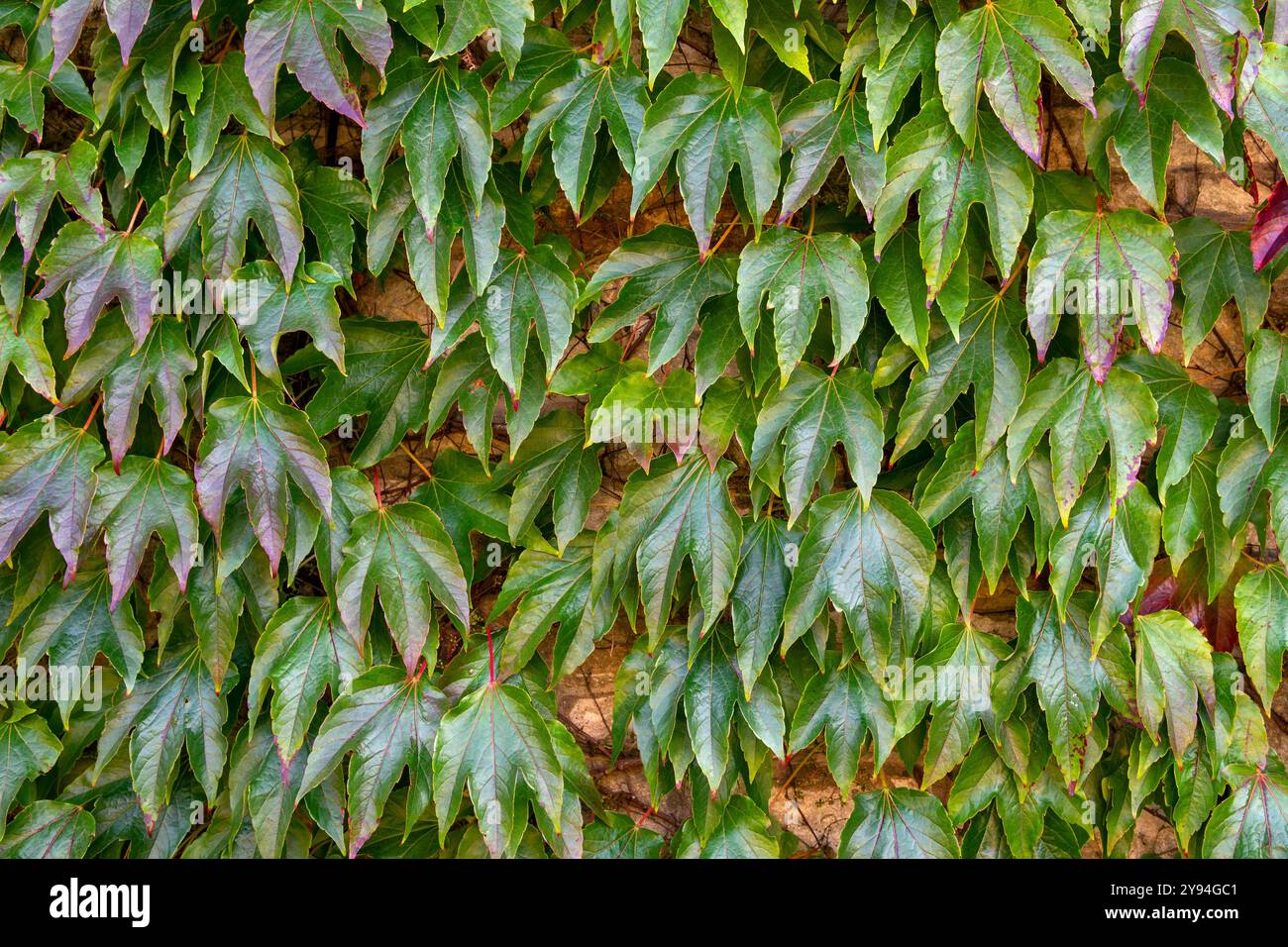 Boston Ivy, conosciuta anche come Japanese ivy, Bineweed o grape ivy che cresce sul muro nel Castle Combe Village in tarda estate Foto Stock
