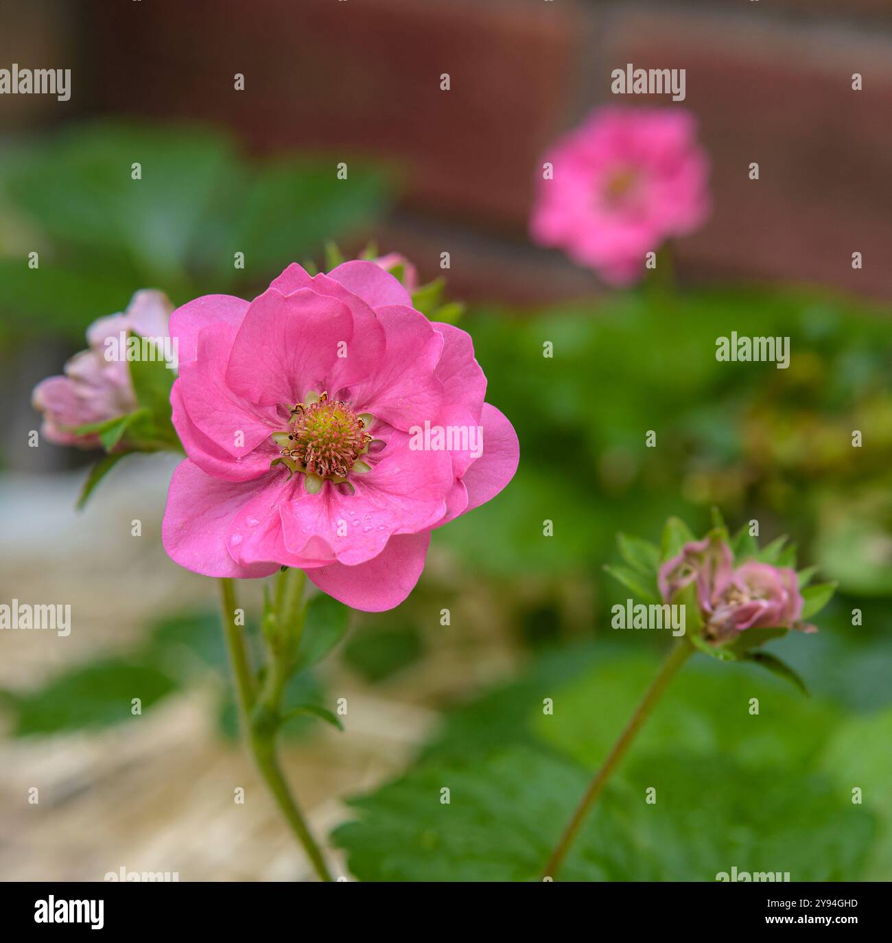 Pianta ornamentale di fragole in fiore. Brezza estiva variegata. Foto Stock