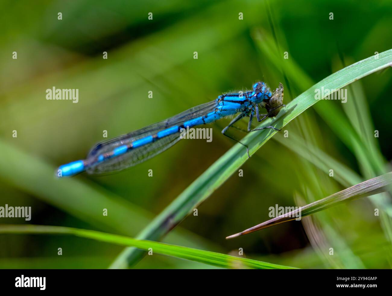 La comune zuppa di Damselfly blu si nutre di piccoli insetti volanti. Scattata con una profondità di campo bassa a Priddy, Somerset, Regno Unito Foto Stock