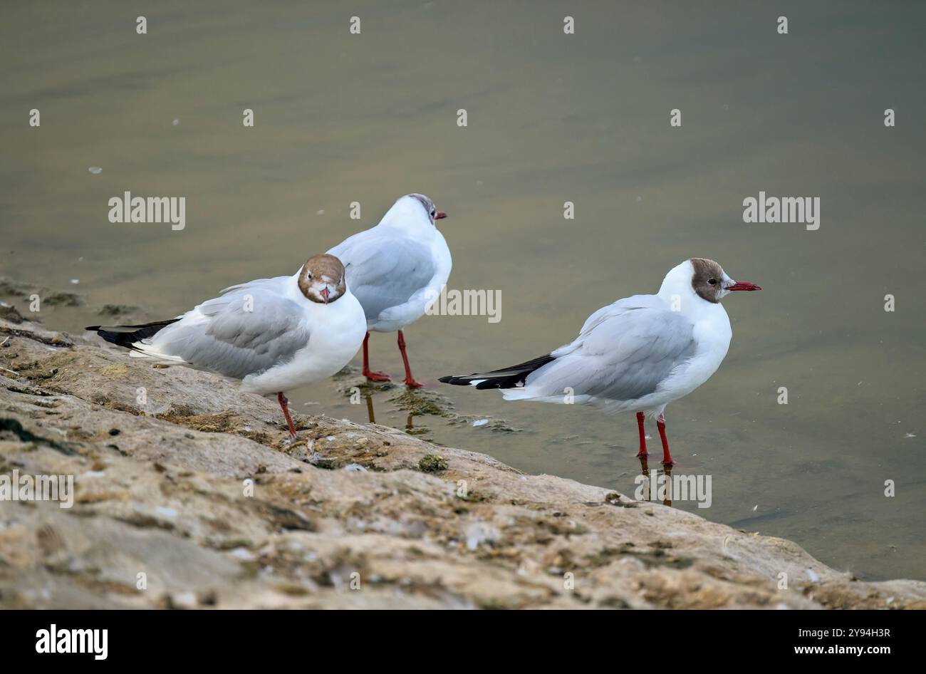Tre gabbiani dalla testa nera sul bordo del lago Chew Valley, North Somserset, Regno Unito Foto Stock