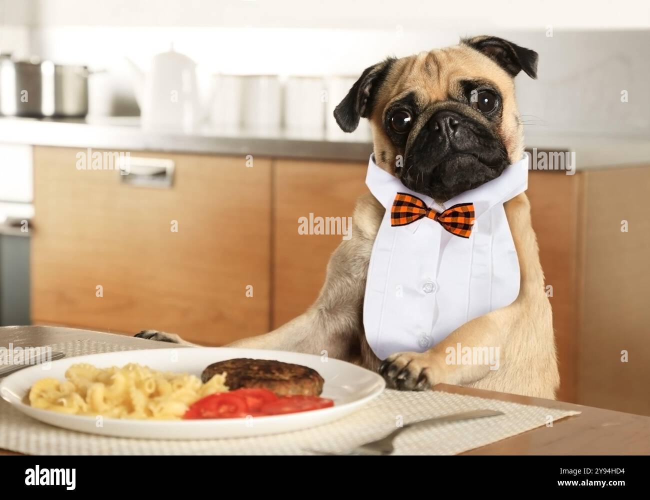 Giovane cucciolo in camicia davanti a tavola in cucina Foto Stock