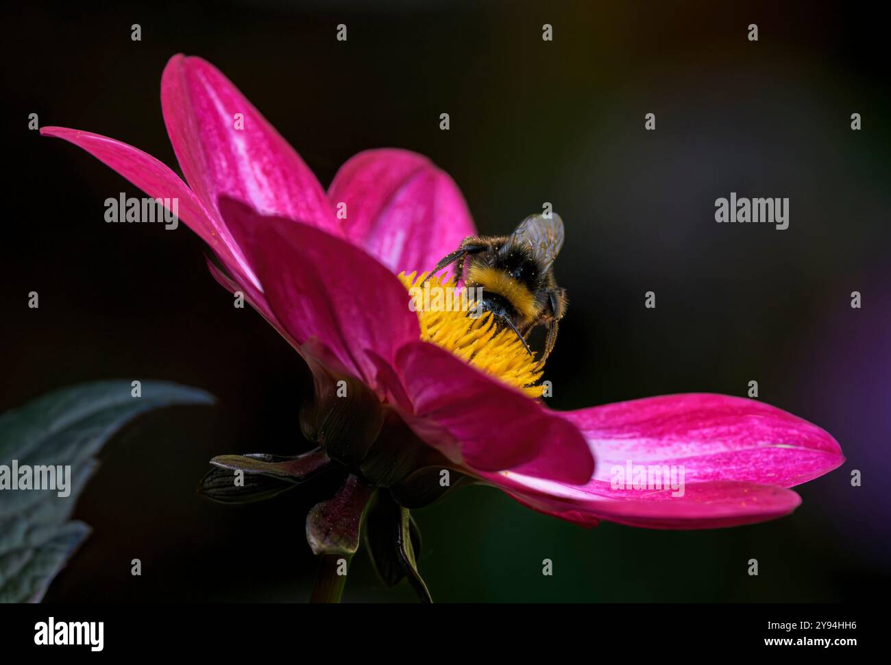 Dahlia Dahlegria Magenta Bicolor mostra i suoi vivaci petali rosa con Bee che si nutrono e messa a fuoco differenziale Foto Stock