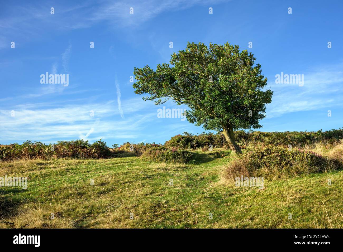 Incantevole Holly Tree sulla cima dei Quantocks, Somerset, Regno Unito. Il paesaggio aperto e i venti fanno inclinare l'albero man mano che cresce. Foto Stock