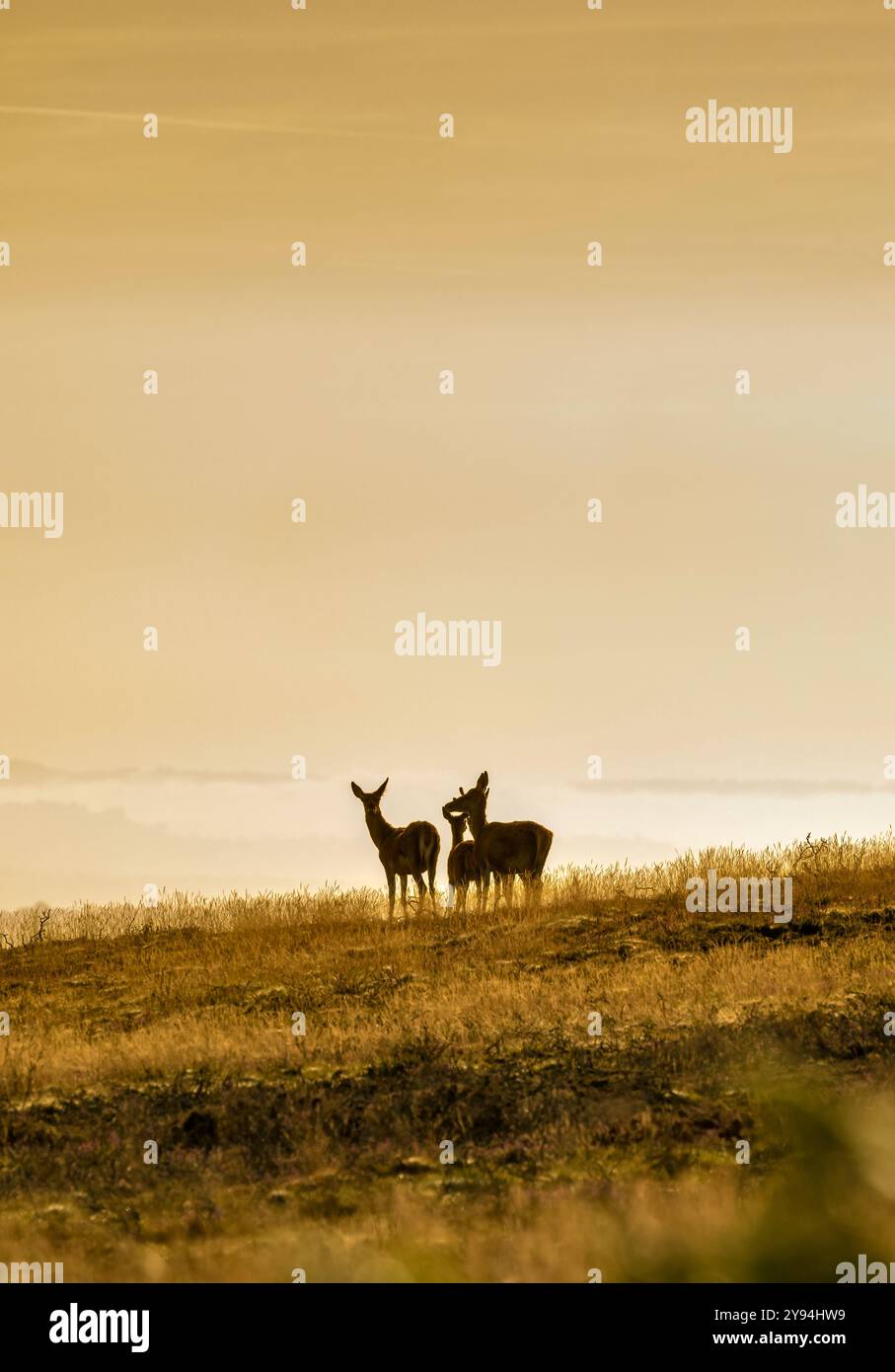 Red Deer sulle colline di Quantock, Somerset, Regno Unito, preso subito dopo l'alba con una bella luce calda nell'ora d'oro Foto Stock