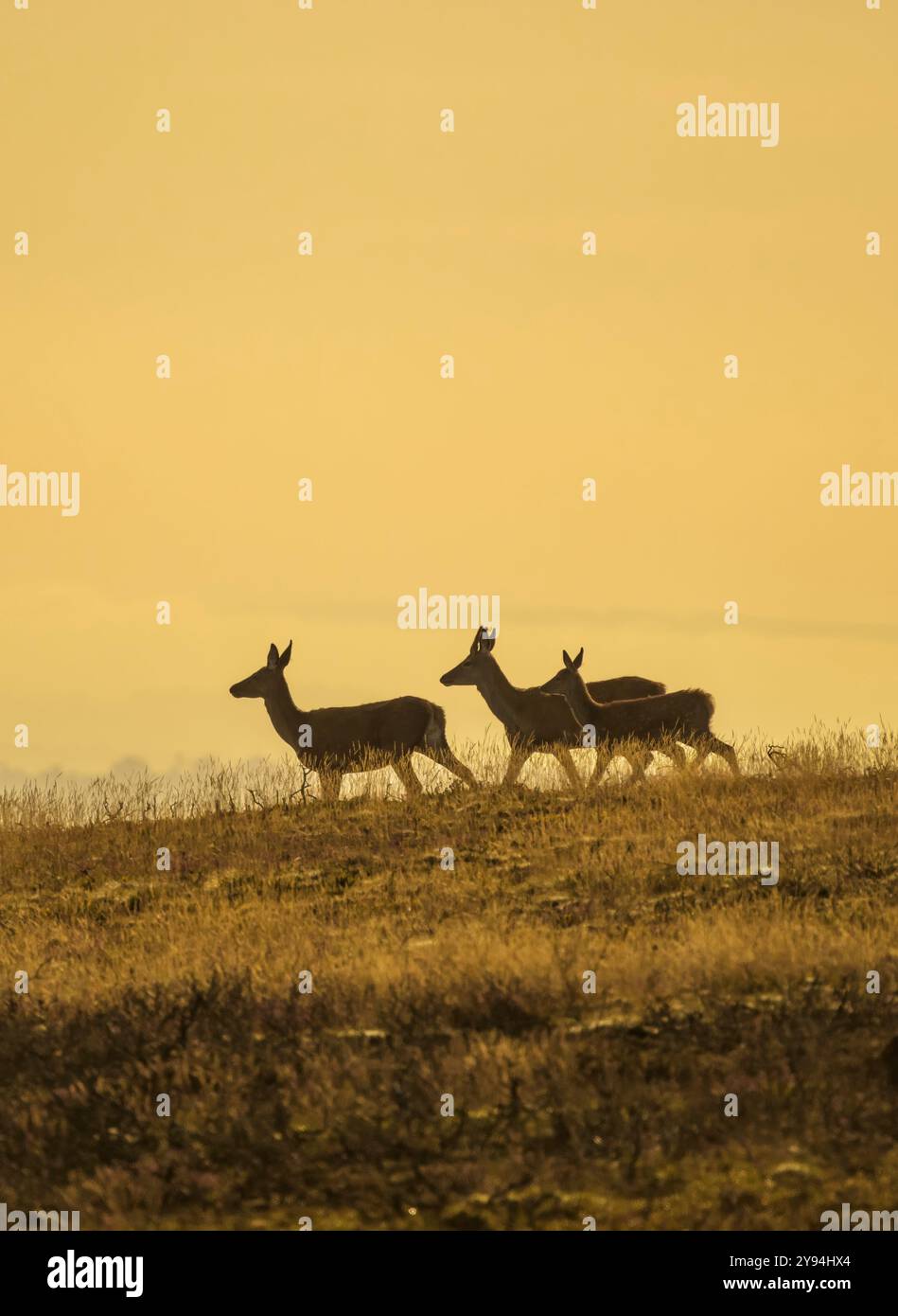 Red Deer si staglia sulle colline di Quantock, Somerset, Regno Unito, subito dopo l'alba nell'ora d'oro Foto Stock