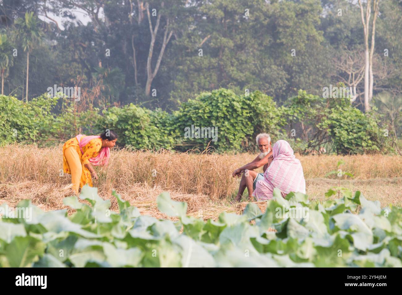 Debidwar: 14 dicembre 2023-donna lavoratrice contadina che taglia risaia nel campo Bangladesh. Foto Stock