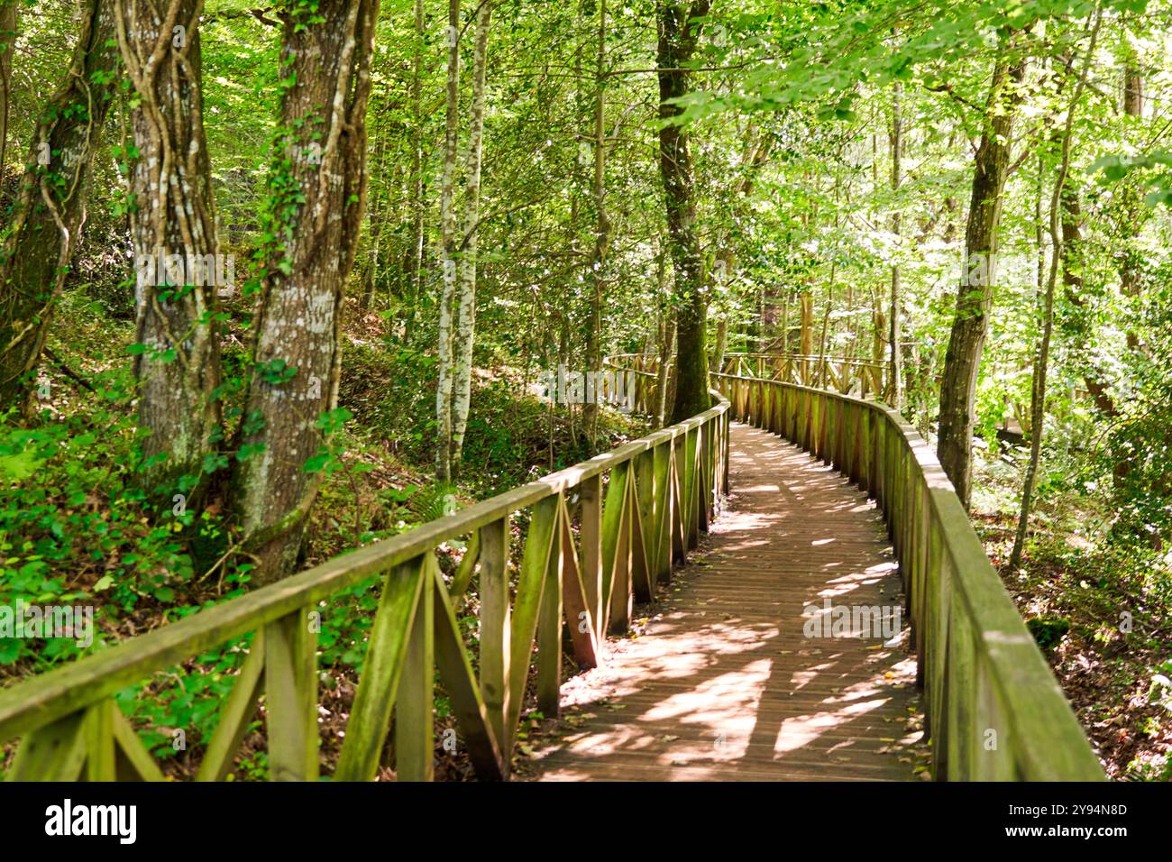 Passerella, foresta di sequoie di Monte Cabezón, Monumento naturale delle sequoie di Monte Cabezón, Cabezon de la Sal, Cantabria, Spagna Foto Stock