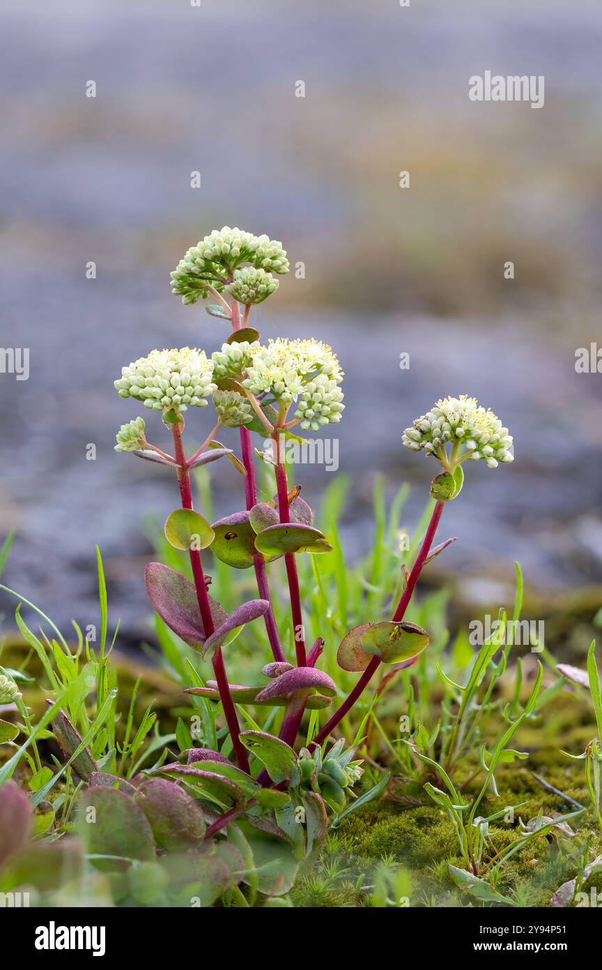 Fioritura di Orpina Foto Stock