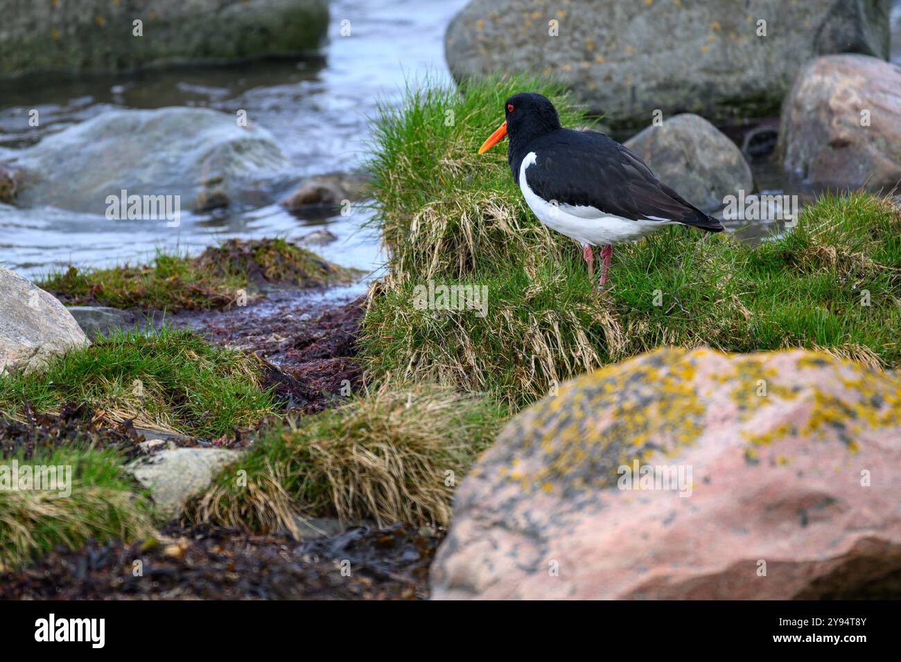 Un oystercatcher solitario con un sorprendente piumaggio bianco e nero è arroccato su lussureggiante erba verde tra pietre lisce, affacciato sull'acqua tranquilla all'alba Foto Stock