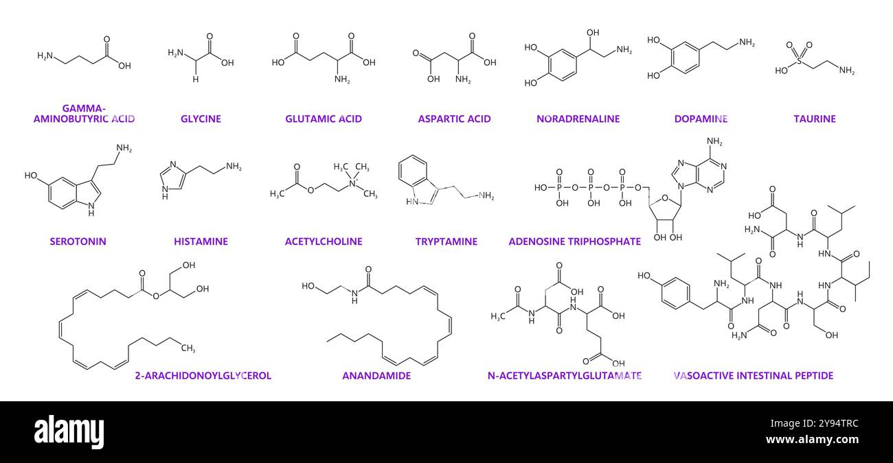 Formule chimiche per neurotrasmettitori. Dopamina, serotonina, taurina e molecole di adrenalina. Strutture scheletriche chimiche vettoriali di acido gamma-aminobutirrico, glicina, acido glutammico, acido aspartico Illustrazione Vettoriale