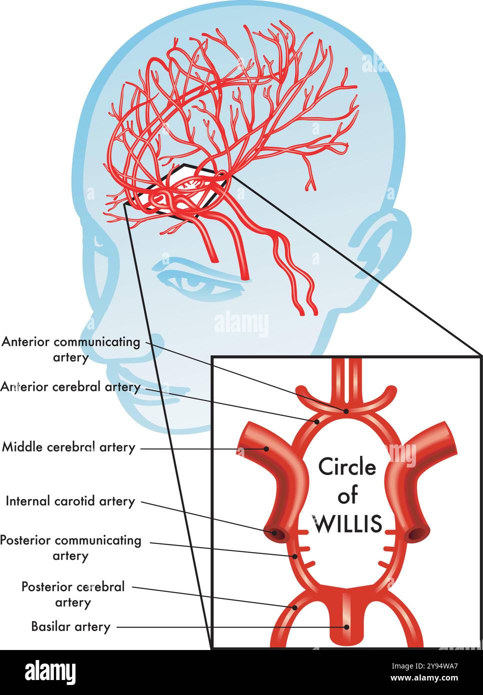 Illustrazione medica che mostra la posizione del cerchio di Willis nel cervello. Illustrazione Vettoriale