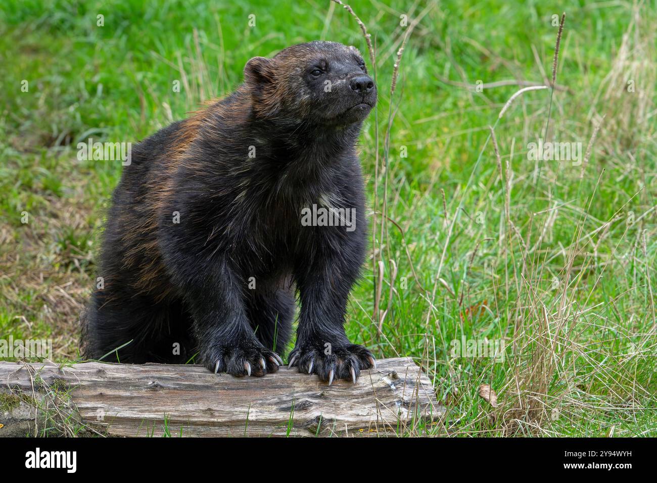 Wolverine / Gutton / Carcajou (Gulo gulo) che mostra zampe frontali con grandi artigli, nativo della Scandinavia, Russia occidentale, Siberia, Canada e Alaska Foto Stock