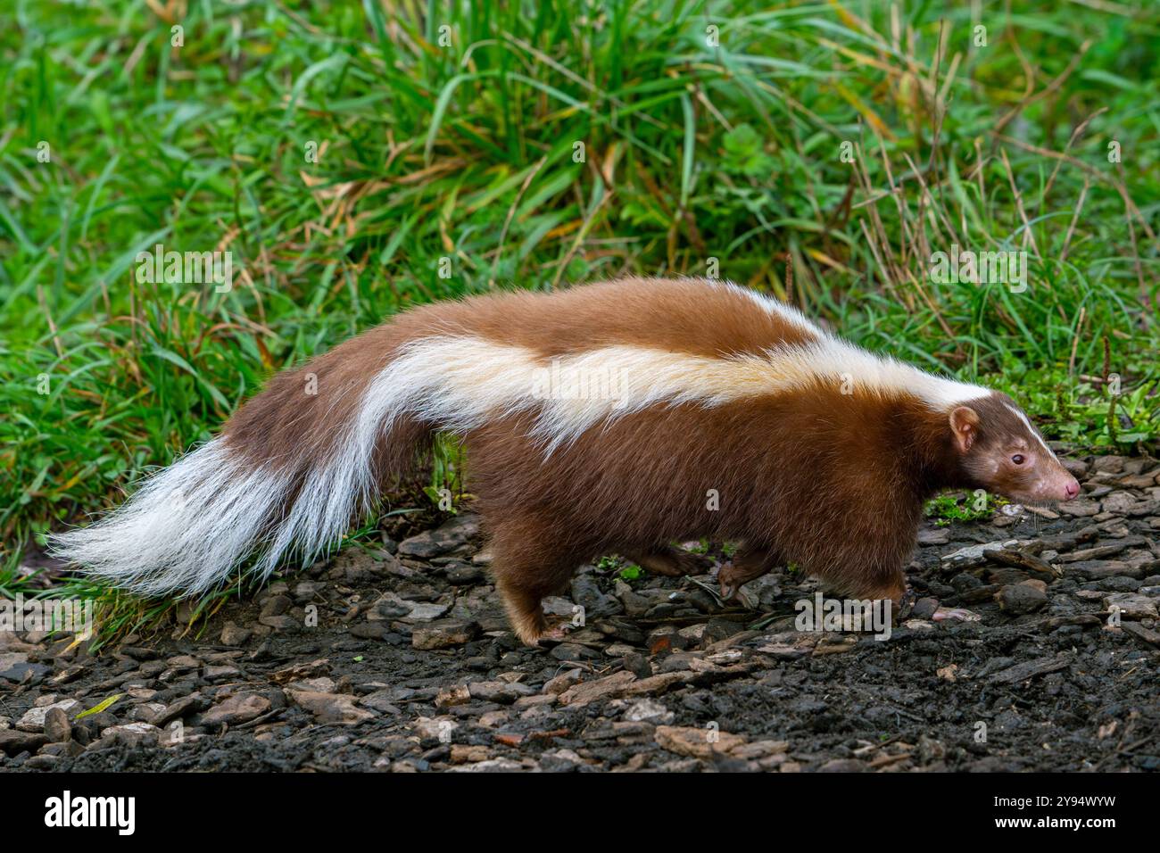 Skunk stried (Mephitis mephitis) mutazione marrone/color crema, originaria del Canada meridionale, degli Stati Uniti e del Messico settentrionale Foto Stock