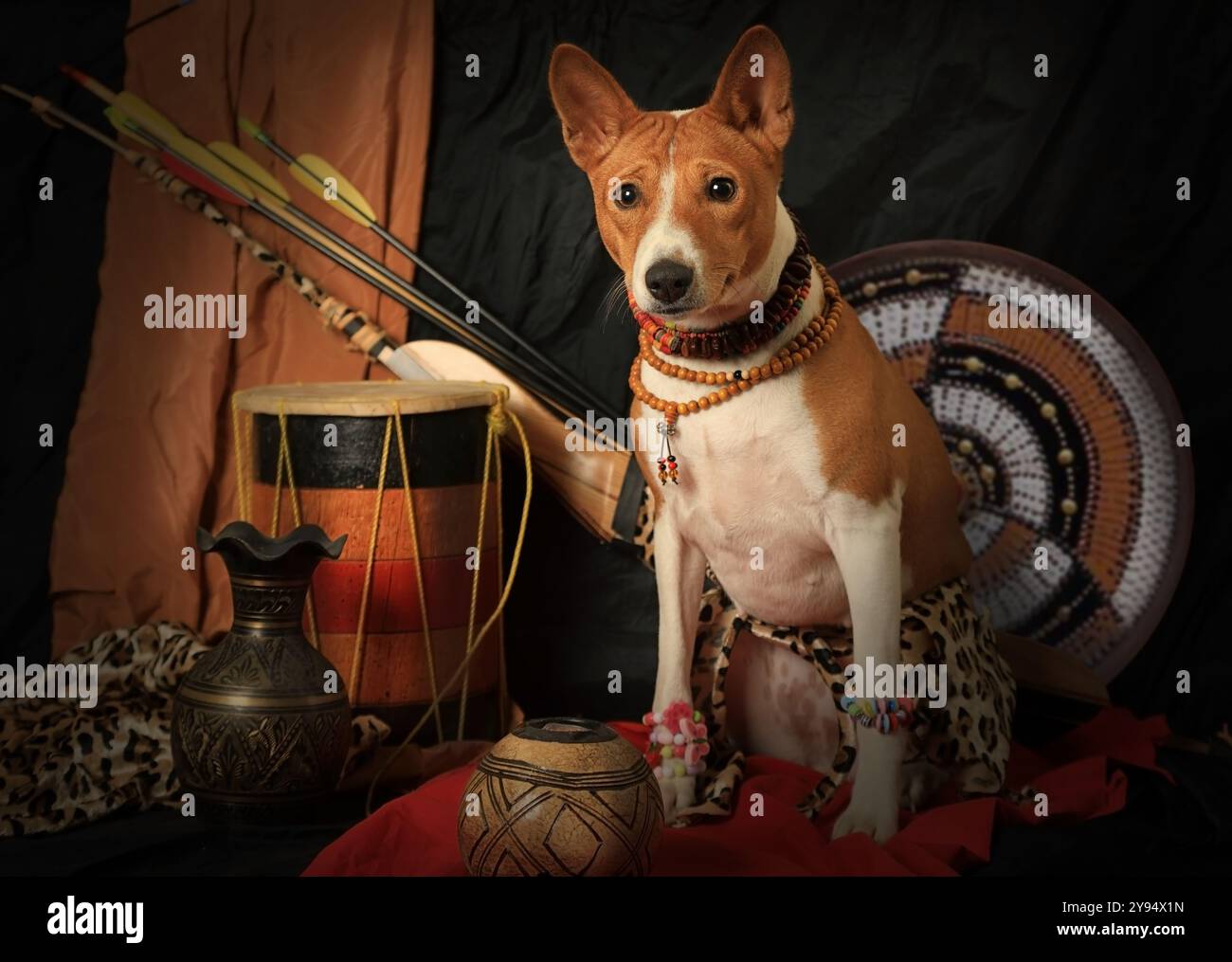 Cane Basenji di due anni seduto su un divano in una camera in stile africano Foto Stock