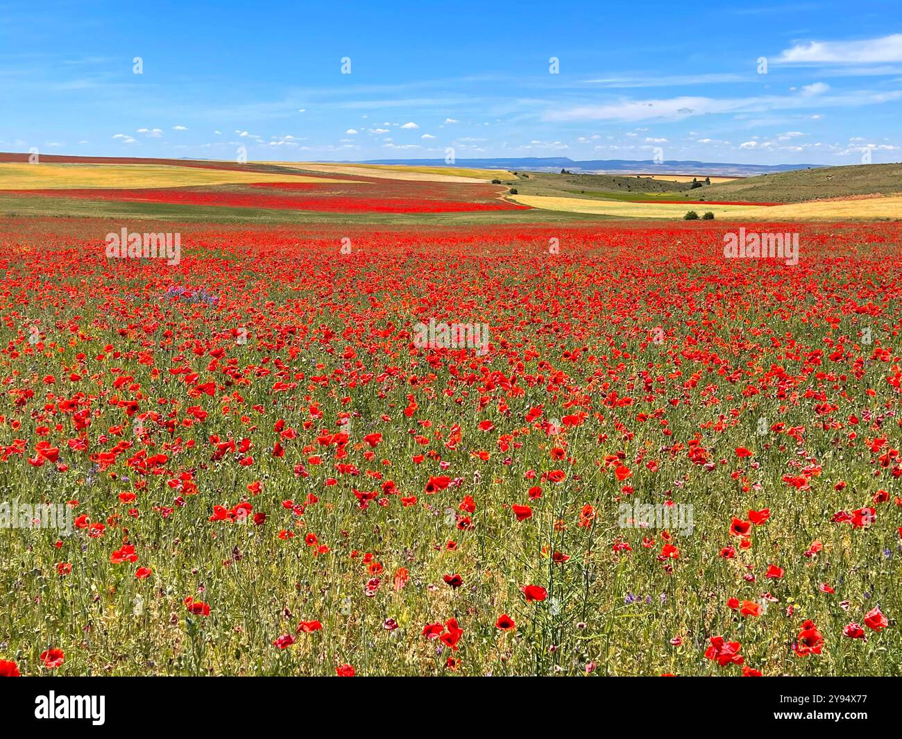 Paesaggio primaverile. Soria, Spagna. Foto Stock