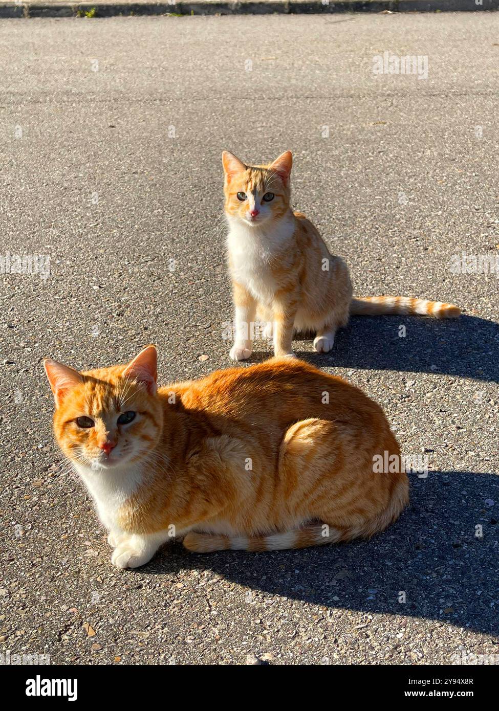 Gatto e gattino arancioni per strada. Foto Stock