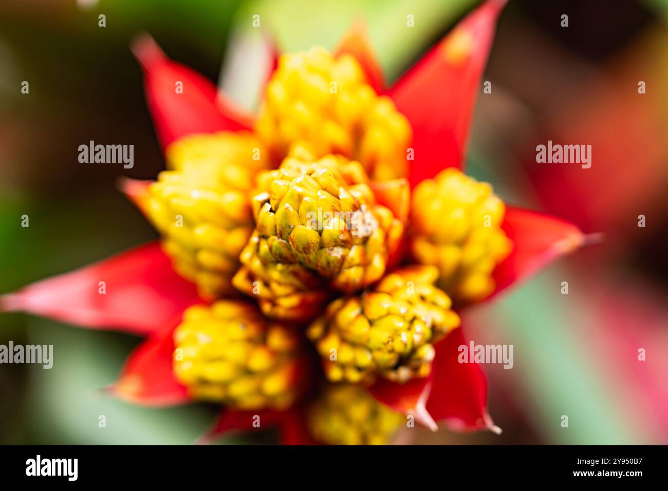 Foto macro di alta qualità per catturare i dettagli più complessi della bellezza naturale. Perfetto per gli amanti della natura e della botanica. Foto Stock