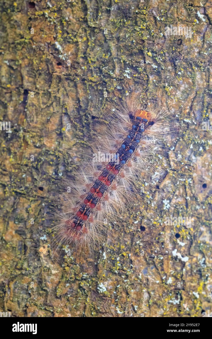 Falena zingara o falena spugnosa , dispar di Lymantria, bruco strisciante e arrampicata. Viene utilizzata la tecnica di messa a fuoco selettiva. Foto Stock