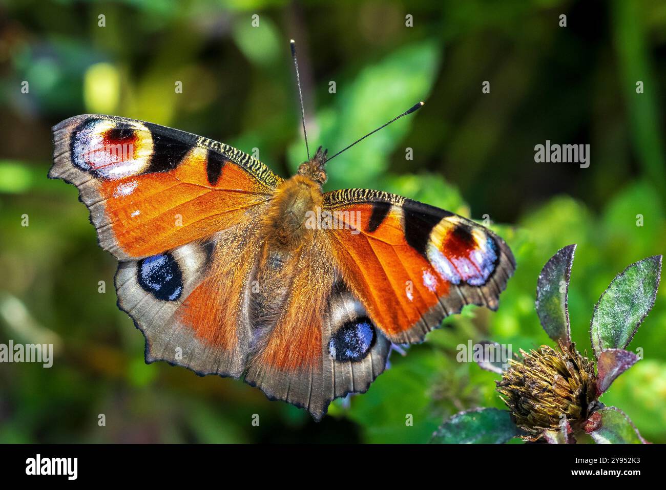 Aglais io, farfalla Peacock che riposa in un prato. vista dall'alto, ali aperte Foto Stock