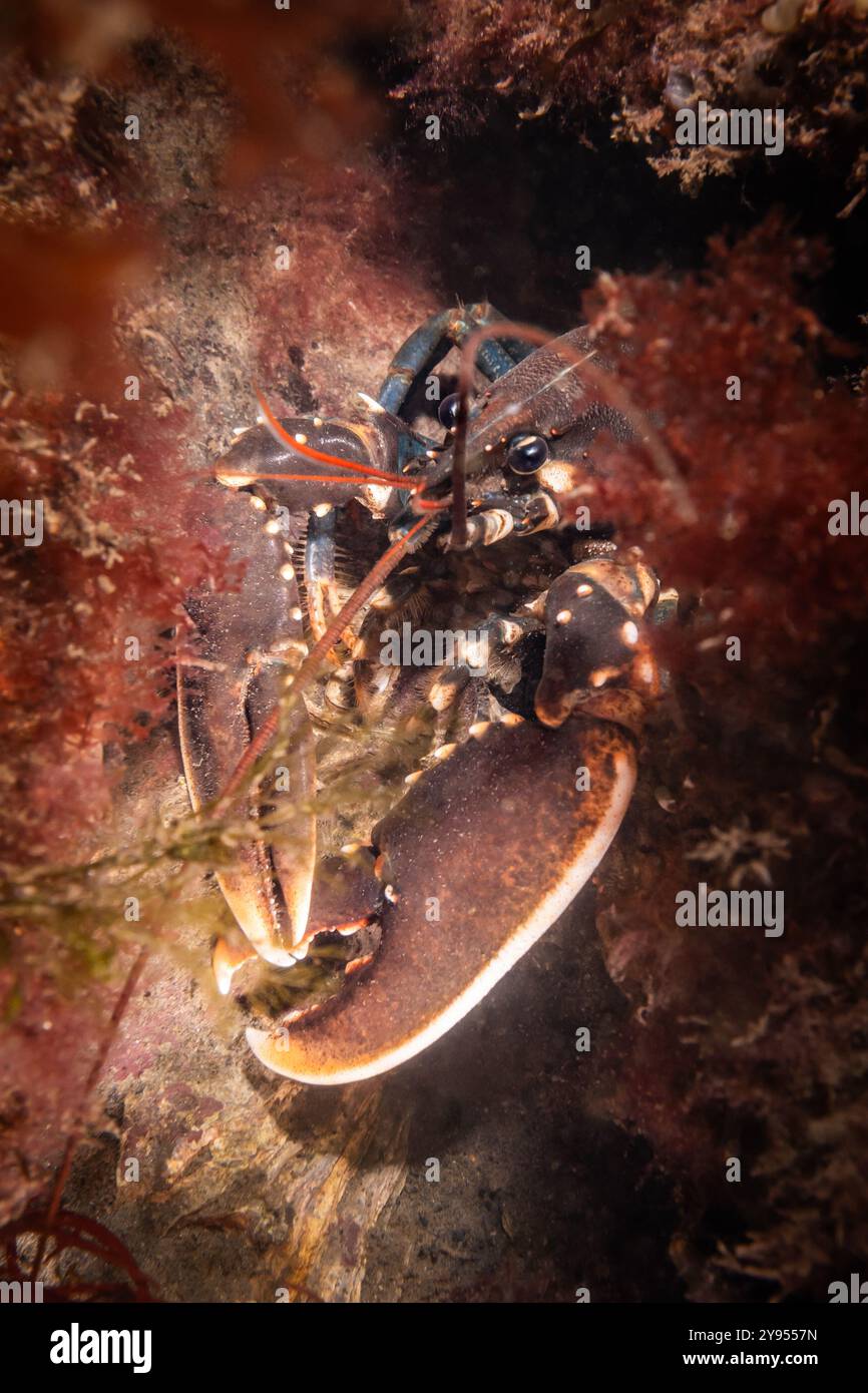 Aragosta di Oosterschelde olandese in ambiente naturale con acqua fredda. Animale sottomarino con artiglio esteso visibile al subacqueo. Vita marina acquatica i Foto Stock