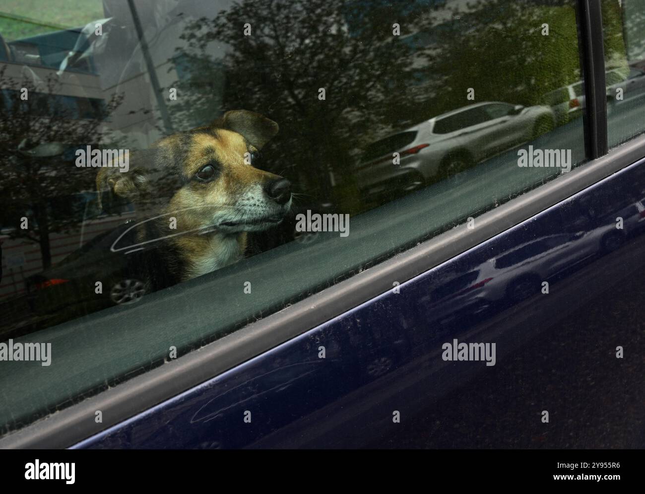 Questa immagine raffigura un piccolo cane all'interno di un'auto, che guarda fuori dal finestrino con un'espressione premurosa. La pelliccia marrone e nera del cane è visibile attraverso Foto Stock