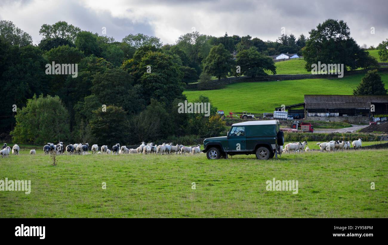 Land Rover guida, lavoro, pastorizia, radunamento di animali (pascoli e pascoli, lavori agricoli, edifici) - West Yorkshire, Inghilterra Regno Unito. Foto Stock