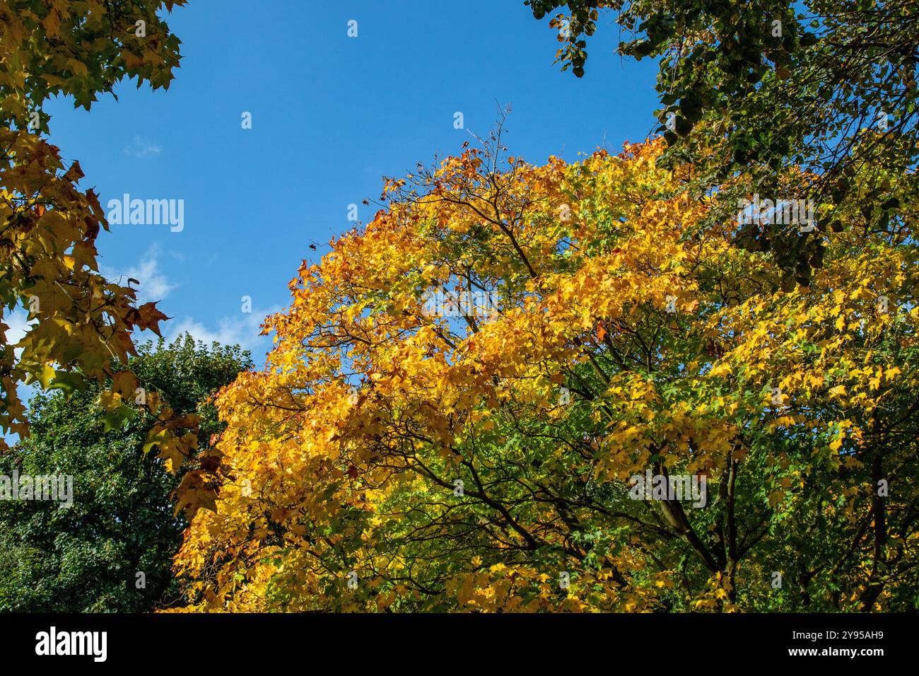 Una vibrante scena autunnale con un albero con foglie gialle brillanti contro un cielo azzurro. Gli alberi circostanti sono lussureggianti e verdi, a creare una bellezza Foto Stock