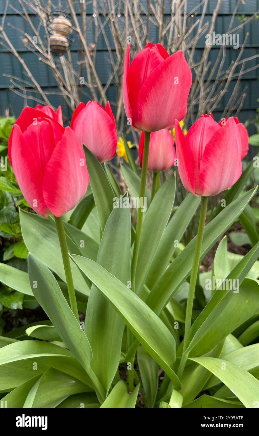 Araldi di primavera: Bellissimi, grandi, tulipani rossi nel giardino di casa di Mönchengladbach, Germania. Foto Stock