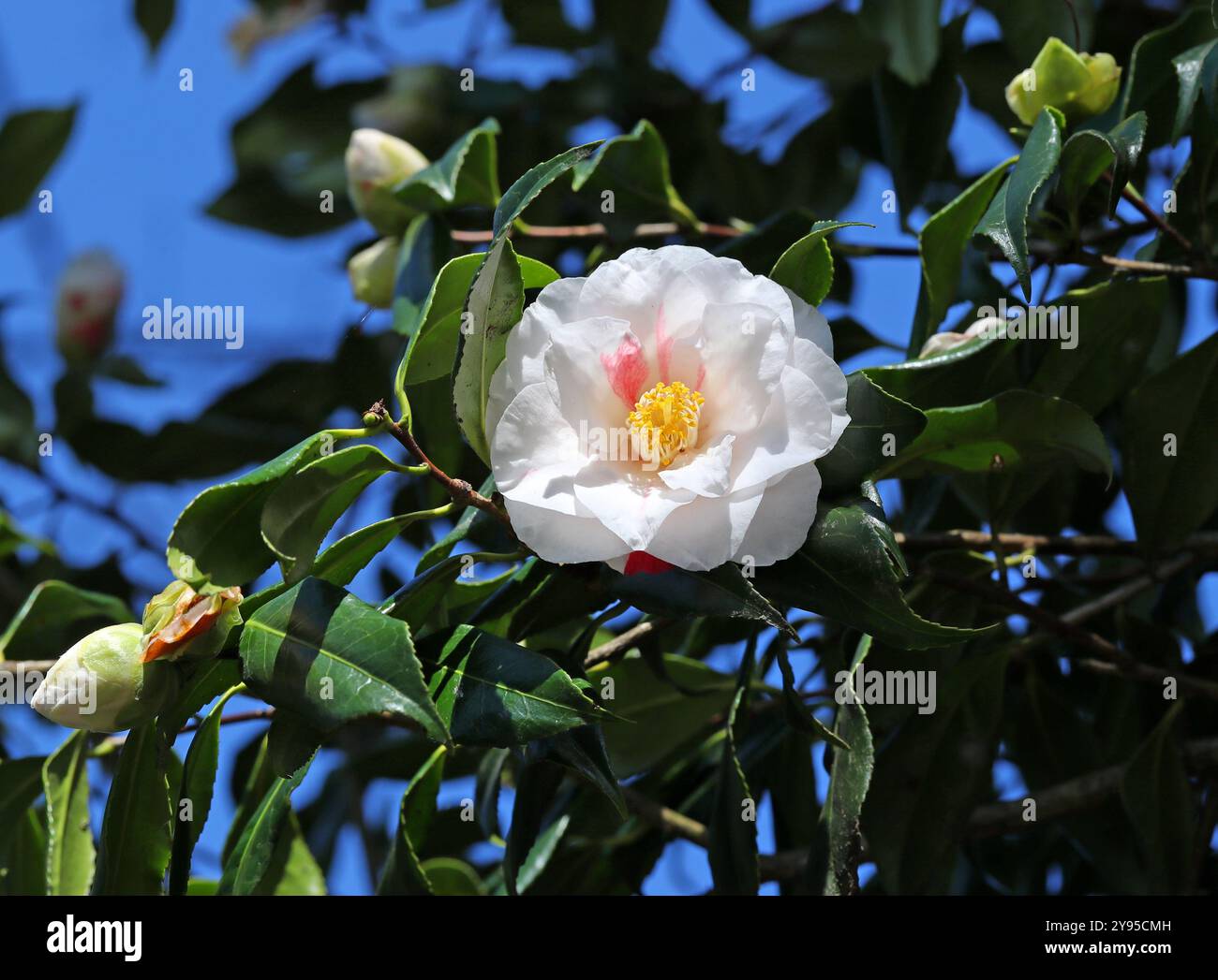Camellia, Camellia japonica ' Lady Vansittar', Theaceae. Giappone, Asia. Foto Stock