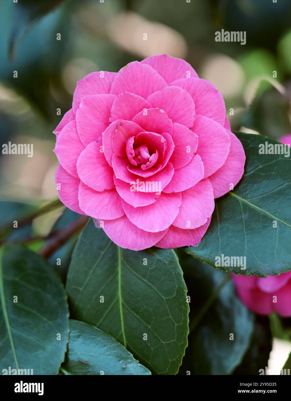 Camellia, Camellia japonica "Baronne Leguay", Theaceae. Giappone, Asia. Foto Stock