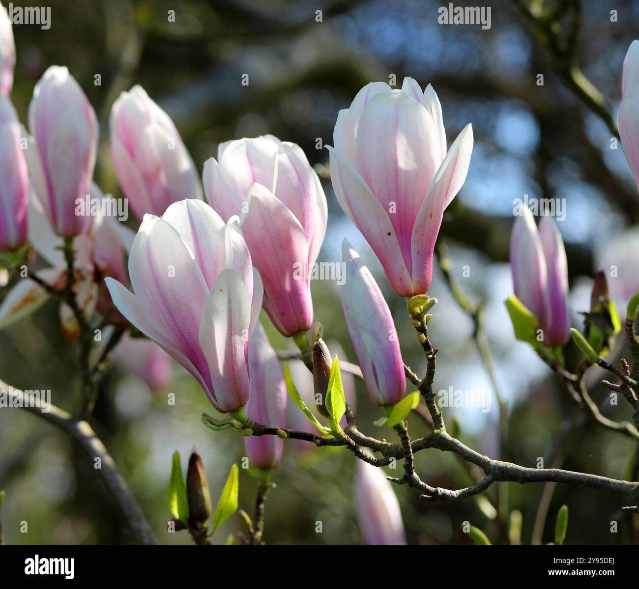 Magnolia x soulangeana "Speciosa", Magnoliaceae. Giappone, Asia... Foto Stock