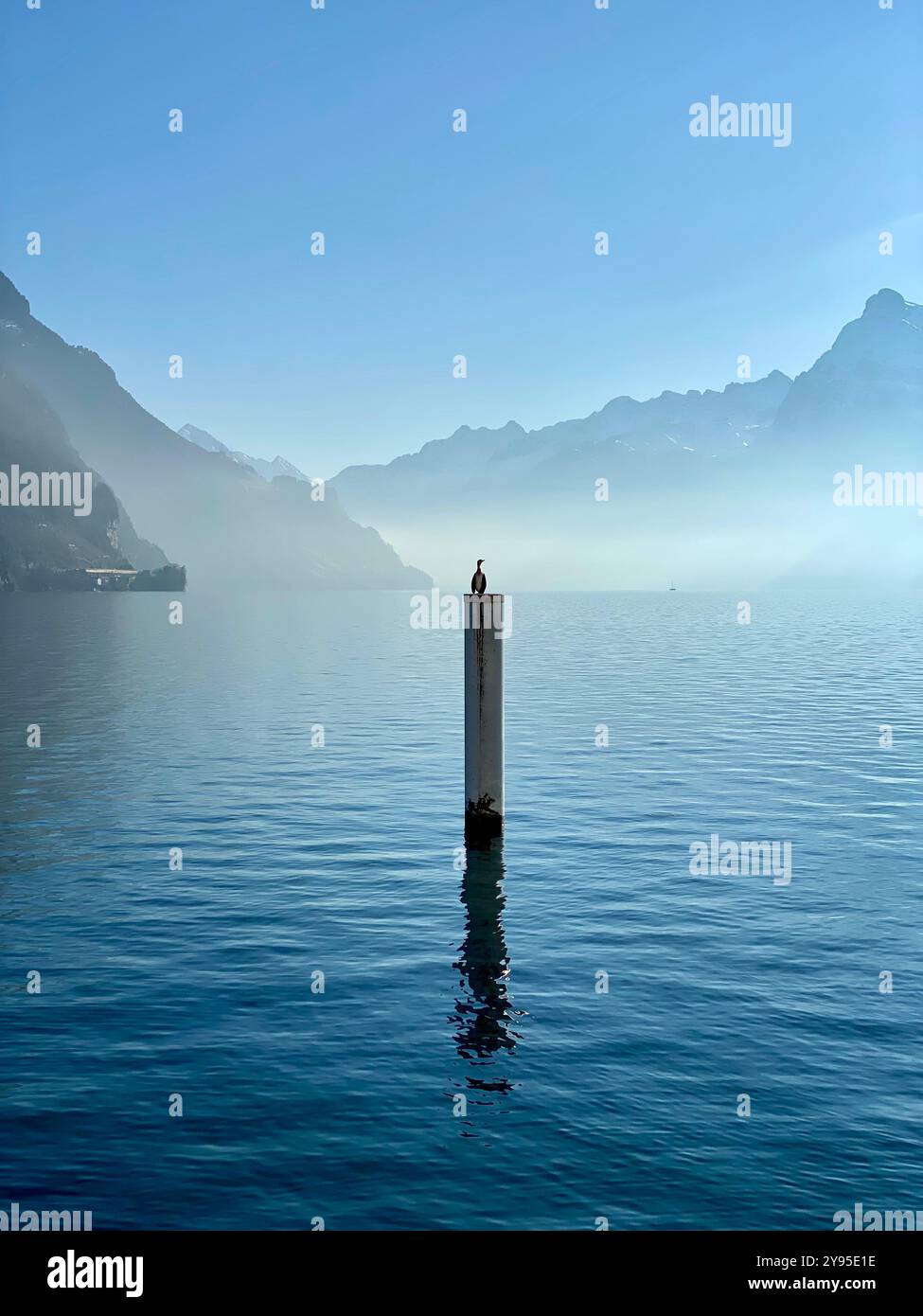Timeout uccelli acquatici - Immagine stock catturata con smartphone