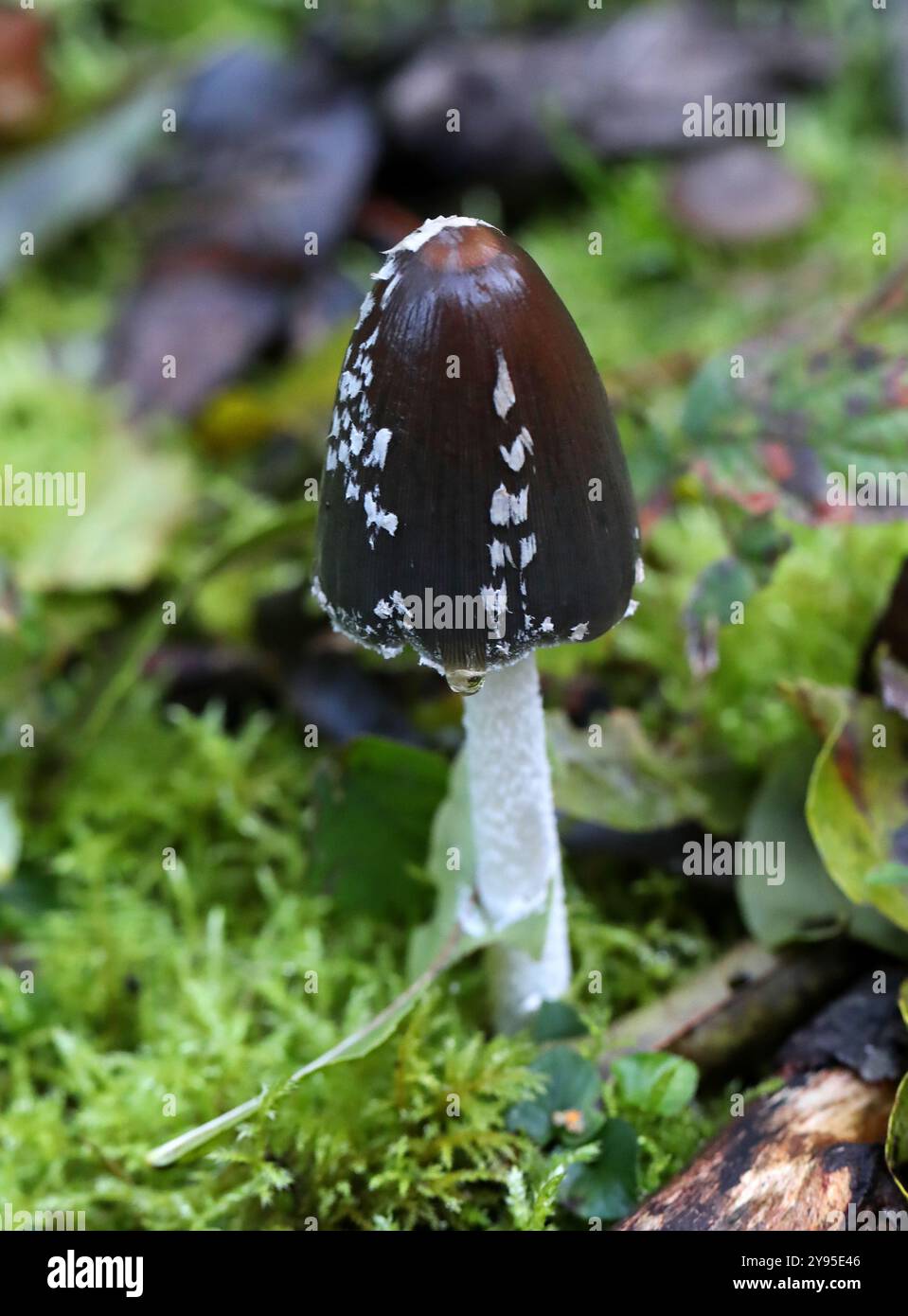 Magpie Inkcap Fungus, Coprinopsis picacea, Psathyrellaceae. Whippendell Woods, Watford, Herfordshire, Regno Unito. Foto Stock