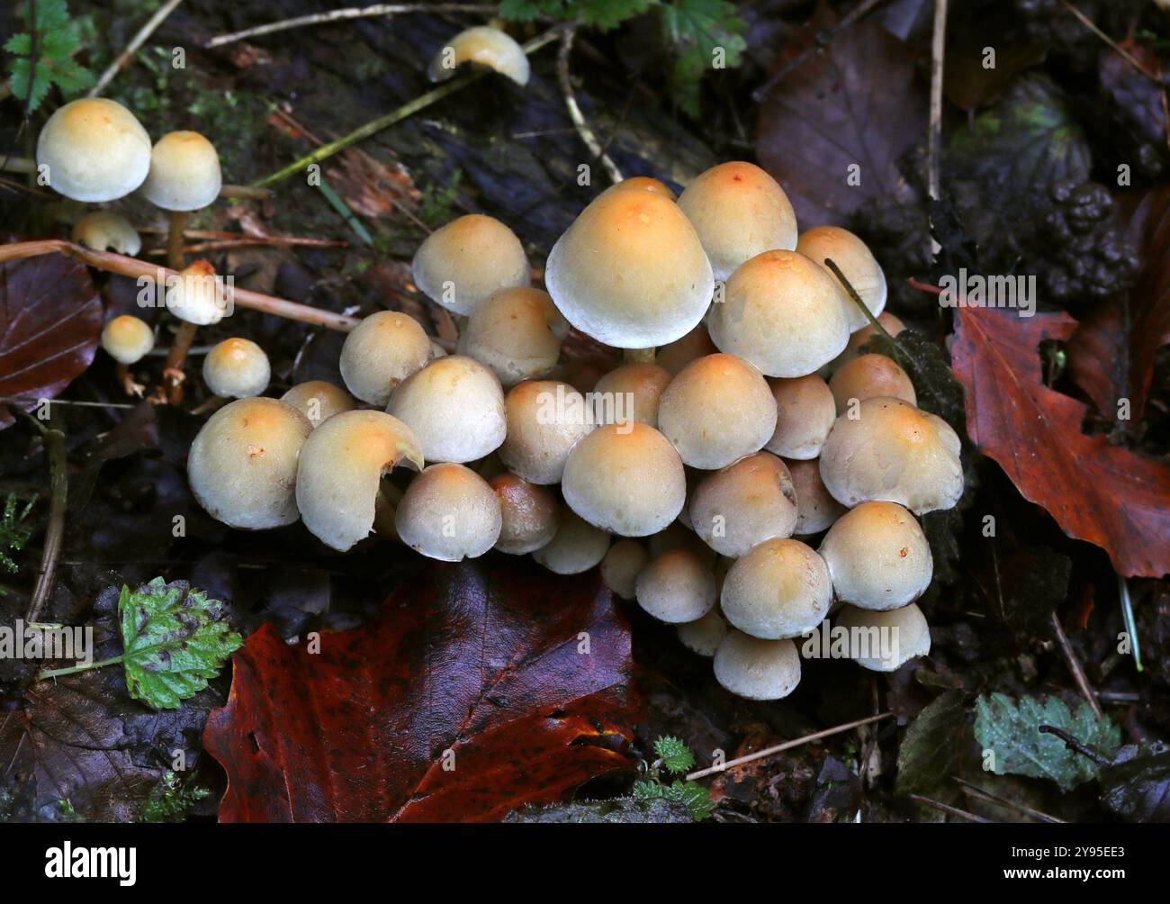 Fungo ciuffo zolfo, Hypholoma fasciculare, Strophariaceae. Whippendell Woods, Hertfordshire, Regno Unito. Foto Stock
