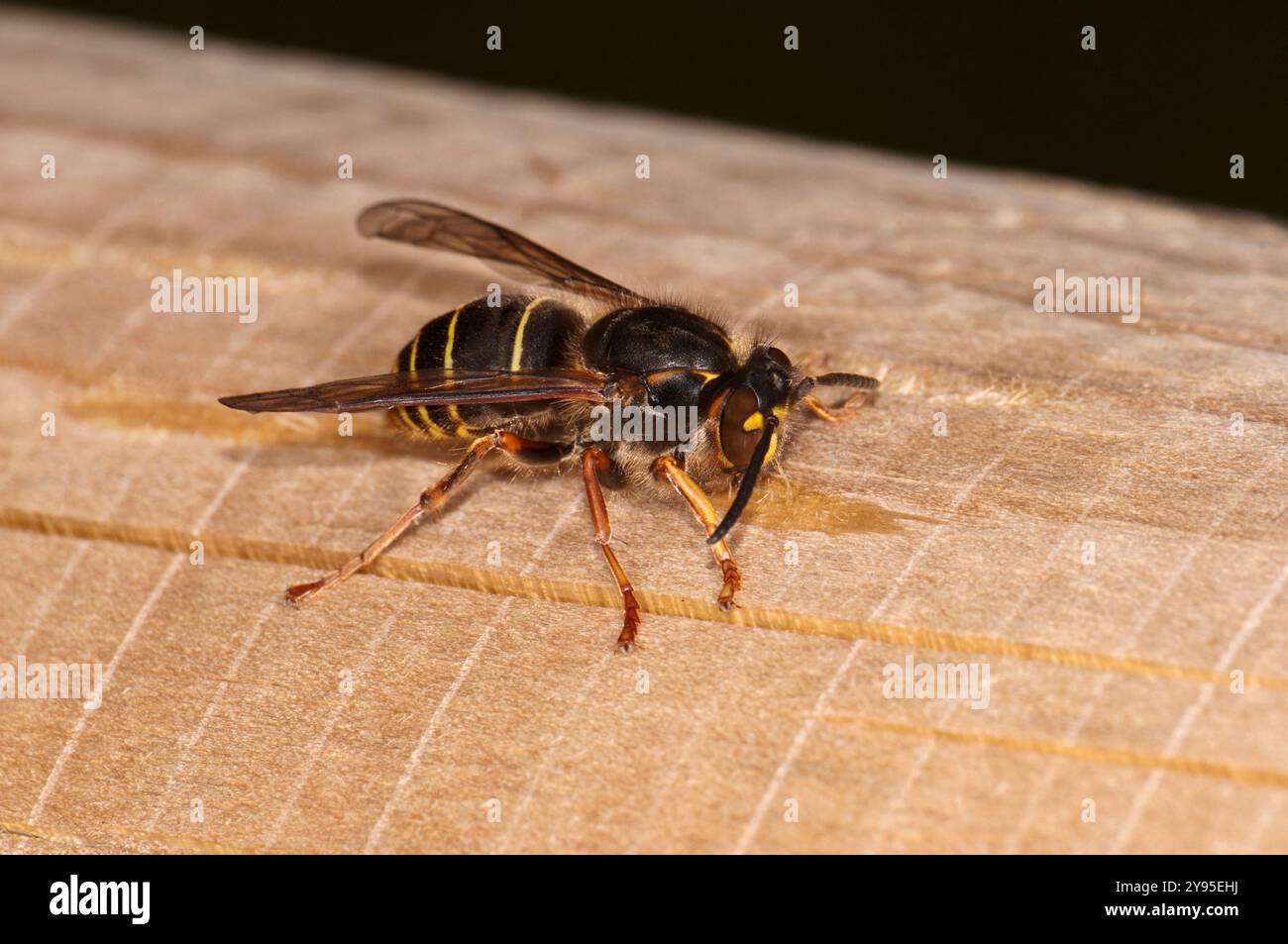 Una vespa media adulta, Dolichovespula media, che raschia legno da una tavola. Primo piano e ben concentrato Foto Stock