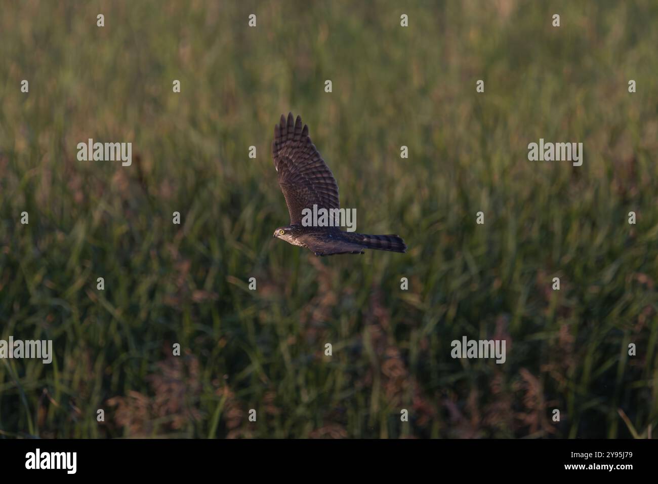 Uno sparrowhawk che vola Foto Stock
