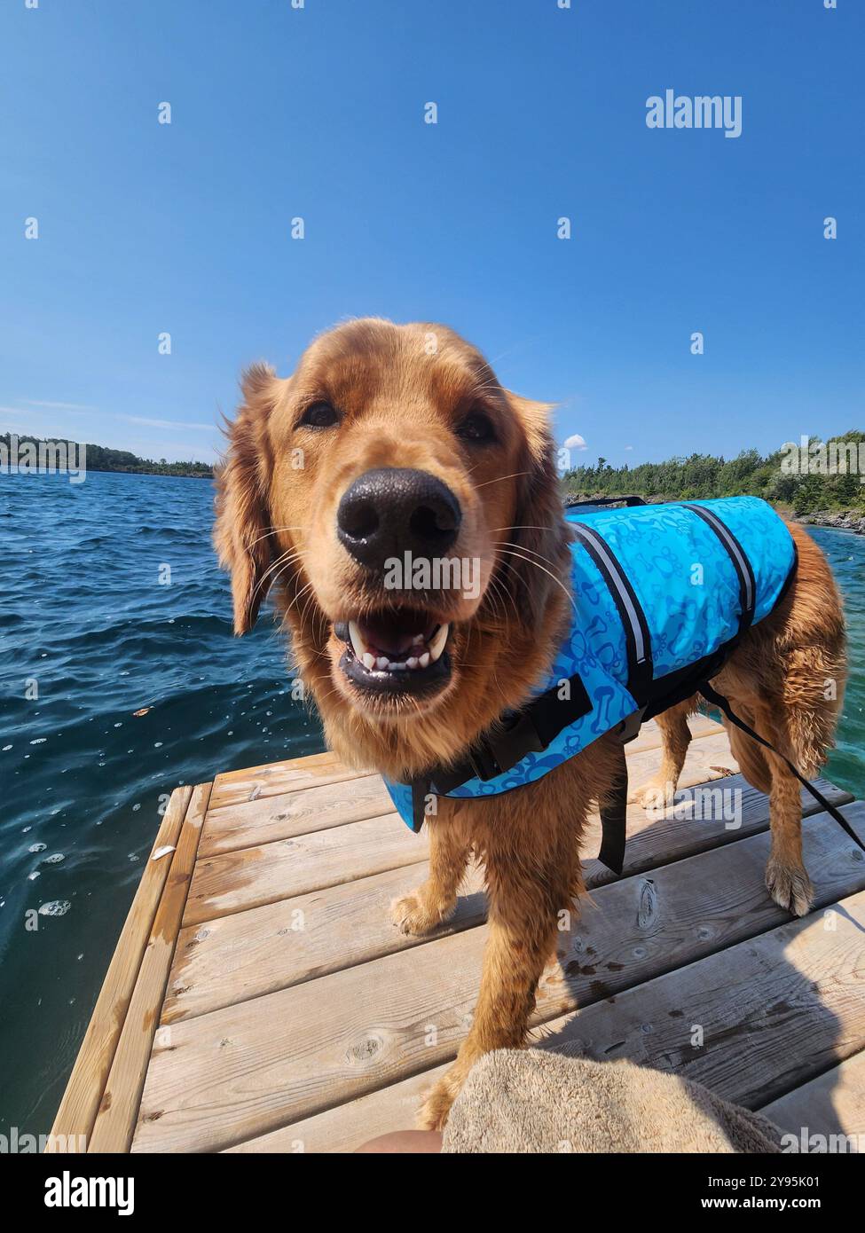cerchi un cane felice? non cercare oltre - Immagine stock catturata con smartphone