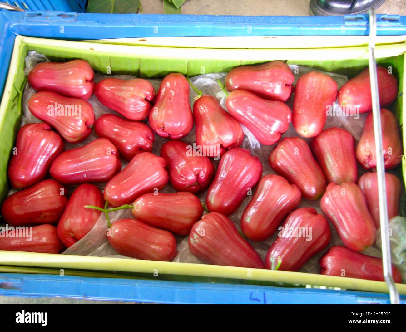 Frutti di guava rossi e succosi Foto Stock