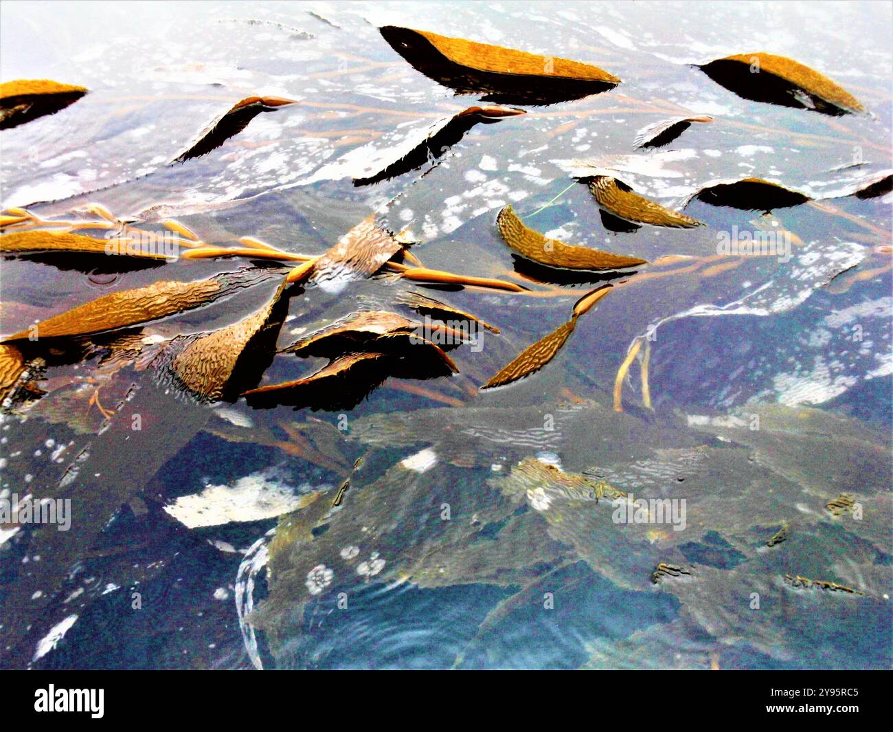 Foresta di alghe / Bosque de kelp Foto Stock