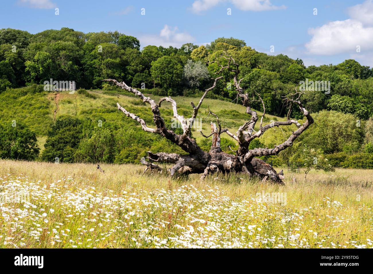 Un albero morto giace in un prato di fiori selvatici sotto Purdown Hill nello Stoke Park di Bristol. Foto Stock