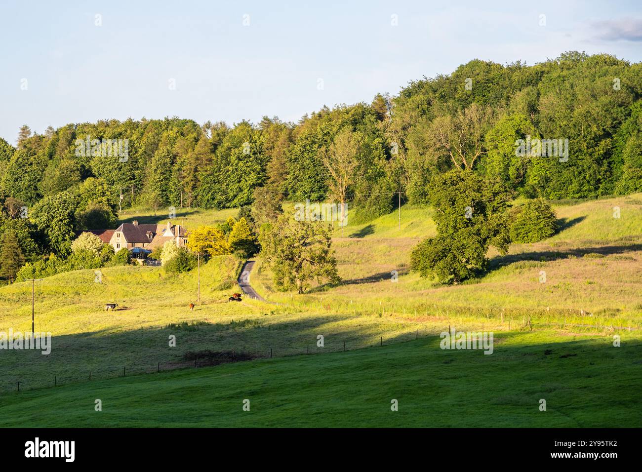 I bovini pascolano al pascolo di Kingscote Park nelle Cotswolds Hills del Gloucestershire, Inghilterra. Foto Stock