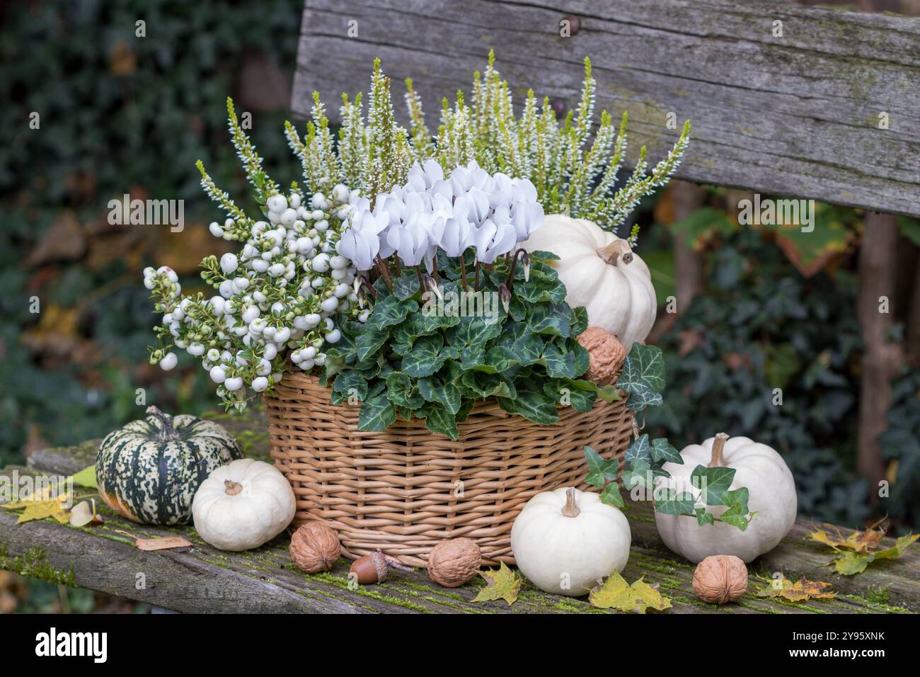 ciclamino bianco, torba mirto e erica in un cestino e zucche in giardino Foto Stock